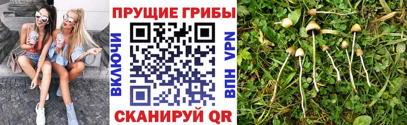 ОМГ ОМГ вход  Чусовой  Псилоцибиновые грибы Cubensis 
